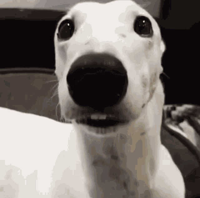 Dawg Shivermetimbers GIF - Dawg Shivermetimbers Dog - Discover &amp; Share GIFs