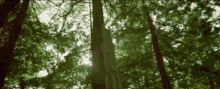 tree sdtwrh oliver tree tree sdtwrh oliver tree