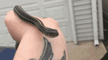 Snakefindssnake Snakeholdssnake GIF - Snakefindssnake Snakeholdssnake Madnoodle GIFs