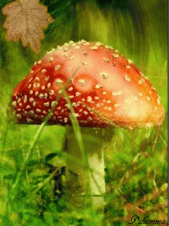 Mushroom GIF - Mushroom - Descubre & Comparte GIFs