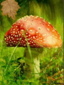 Mushroom GIF - Mushroom GIFs