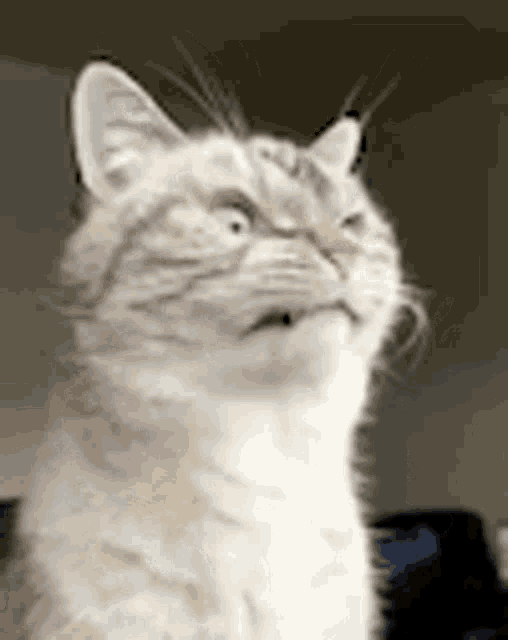 Uh Disgusted GIF - Uh Disgusted Cat - Discover & Share GIFs