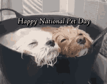 Happy National Pet Day Pets Day GIF - Happy National Pet Day Pets Day Pet Day GIFs