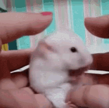 Pinto Mice GIF - Pinto Mice Cute GIFs
