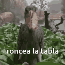 Shoebill Shoebill Stork GIF - Shoebill Shoebill Stork Roncea GIFs