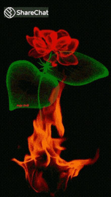 गुलाब पते GIF - गुलाब पते आग GIFs