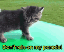 dont-rain-on-my-parade-funny-animals.gif