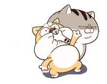 animal cat