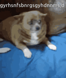 Scared Dog GIF - Scared Dog Confused GIFs