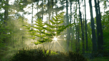forest sun rays calm