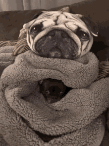 Pug Blanket GIF - Pug Blanket Dog GIFs