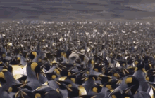 seal penguins funny animals fun animals seal penguins funny animals fun animals