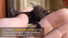 It Was Alone And Weak After Falling From A Tree When A Biologist Found It Worlds Weirdest GIF - It Was Alone And Weak After Falling From A Tree When A Biologist Found It Worlds Weirdest Bat Appreciation Day GIFs