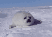 Seal Cute GIF - Seal Cute Happy GIFs