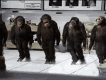 Dancing Monkeys GIF - Dancing Monkeys Grooves GIFs