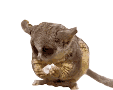 nibble tarsier