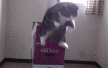 cat kitty cute adorable jump