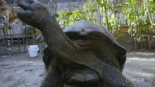 Attracting Tortoise National Geographic GIF - Attracting Tortoise National Geographic Weighing A Giant Tortoise GIFs
