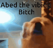 Vibin Dog GIF - Vibin Dog GIFs