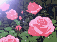 rosas flores roses pink roses sparkling