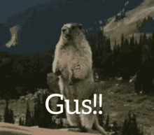 Yell Gus GIF - Yell Gus Gopher GIFs