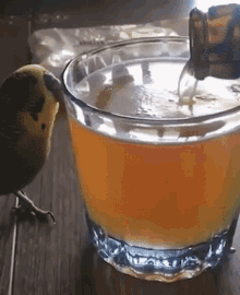 perico borracho drink bird soak