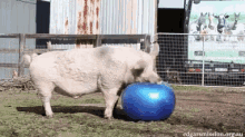 Work Out GIF - Work Out Pig GIFs