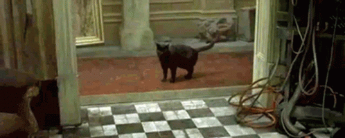Matrix Cat GIFs | Tenor