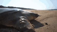 Staring Rare Giant Softshell Turtle Released Into The Wild GIF - Staring Rare Giant Softshell Turtle Released Into The Wild Looking GIFs