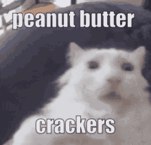 Peanut Butter Crackers Cat GIF - Peanut Butter Crackers Crackers Peanut Butter GIFs