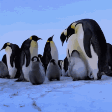 baby penguin penguin baby penguin surprise baby penguin running penguin surprise