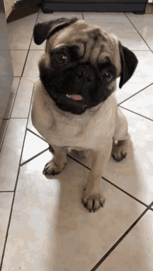 Pug Cute GIF - Pug Cute Pepe GIFs