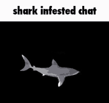 Shark Infested GIF - Shark Infested Chat GIFs