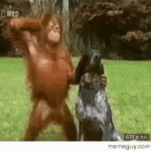 Orangutan Dog GIF - Orangutan Dog Falling GIFs
