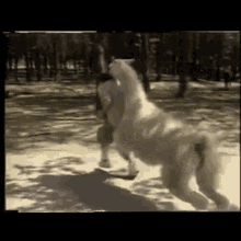 Llama Pushes Man In Water Silly GIF - Llama Pushes Man In Water Push Silly GIFs
