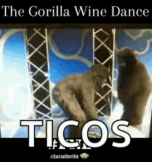 fnl gorilla wine dance gorilla gan social gorilla