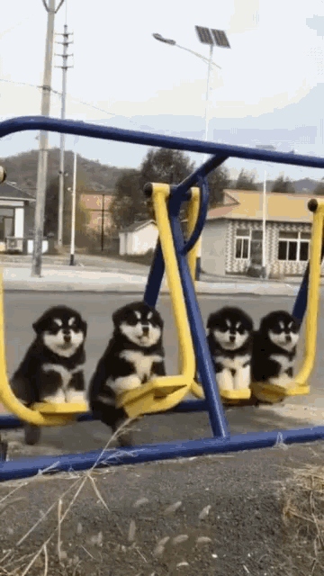 Four small dogs on a swingset