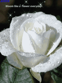 Fl Bloom Whites White Rose Bloom GIF - Fl Bloom Whites Whites White Rose Bloom GIFs