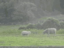 Head Butt Lesson From A Sheep GIF - Sheep Bull Cow GIFs