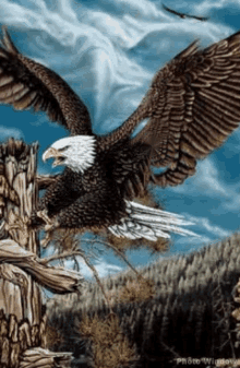 eagle loop endless spread wings hole in wing