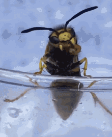 Wasp Insect GIF - Wasp Insect GIFs