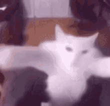 Heonism Cat Shake GIF - Heonism Cat Shake Cat GIFs