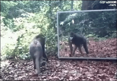 Who Is That Ape Oh My GIF - Who Is That Ape Oh My Reflection GIFs