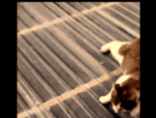 Cat Roof GIF - Cat Roof Rolling GIFs