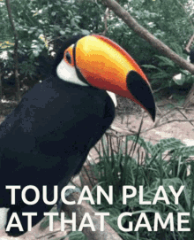 Toucan Play GIF - Toucan Play Game GIFs