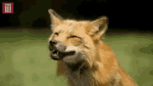 Fox Smiling GIF - Fox Smiling Wild Life GIFs