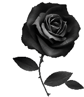 Black Rose Sticker - Black Rose Stickers