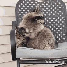 Petting Viralhog GIF - Petting Viralhog Cat And Racoon GIFs