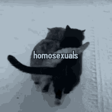 Gay Cats GIF - Gay Cats GIFs