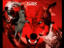 Türk Kurt Very Nice GIF - Türk Kurt Kurt Türk GIFs